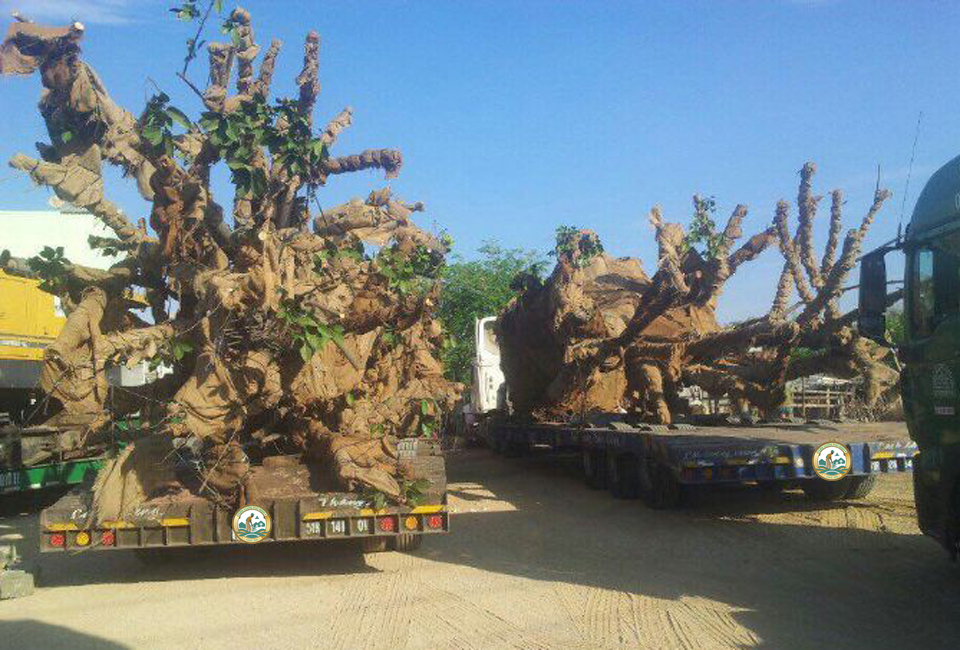 dịch vụ vận chuyển cây cảnh