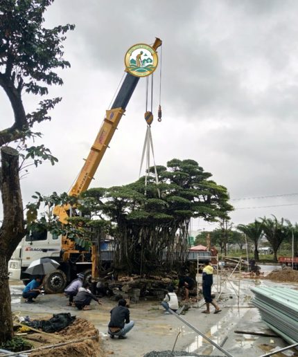dịch vụ vận chuyển cây cổ thụ