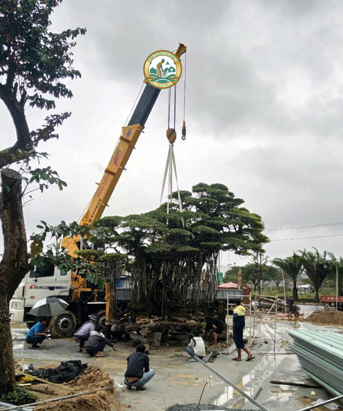dịch vụ vận chuyển cây cổ thụ dịch vụ vận chuyển cây cổ thụ