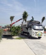 dịch vụ vận chuyển cây hà nội