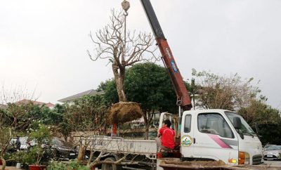 dịch vụ vận chuyển cây xanh