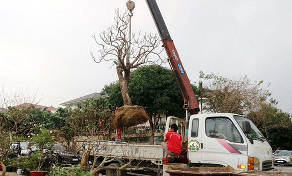 dịch vụ vận chuyển cây xanh