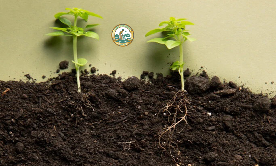 giá thể trồng cây hà nội