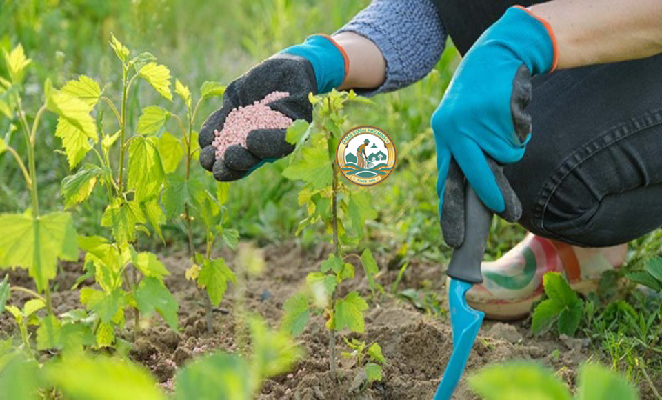 Phân bón cây Hà Nội