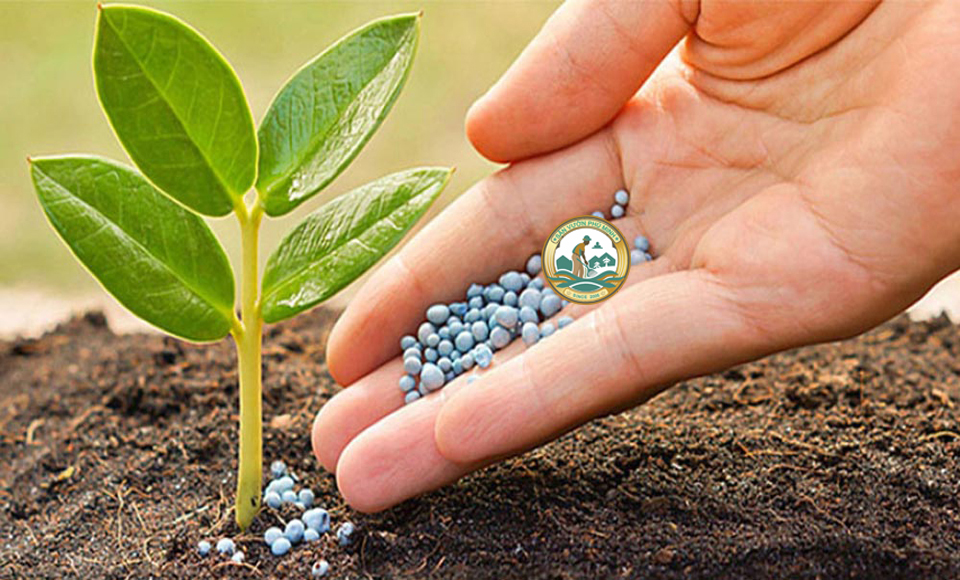 Phân bón trồng cây