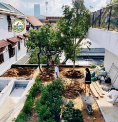 trồng cây cảnh sân thượng