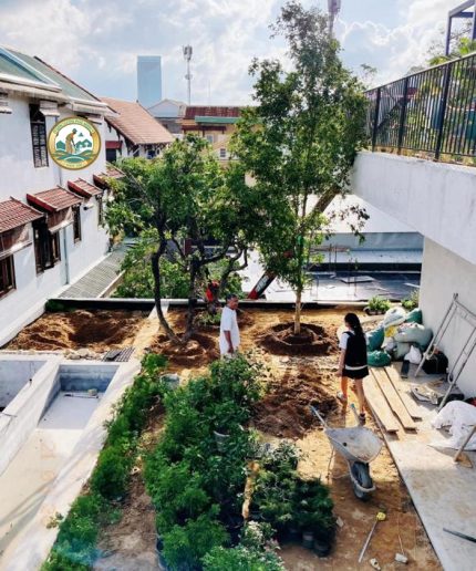 trồng cây cảnh sân thượng