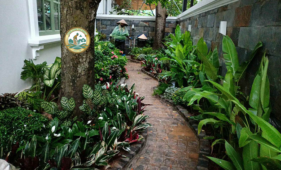 trồng cây cảnh tại hà nội