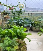 trồng cây sân thượng tại hà nội