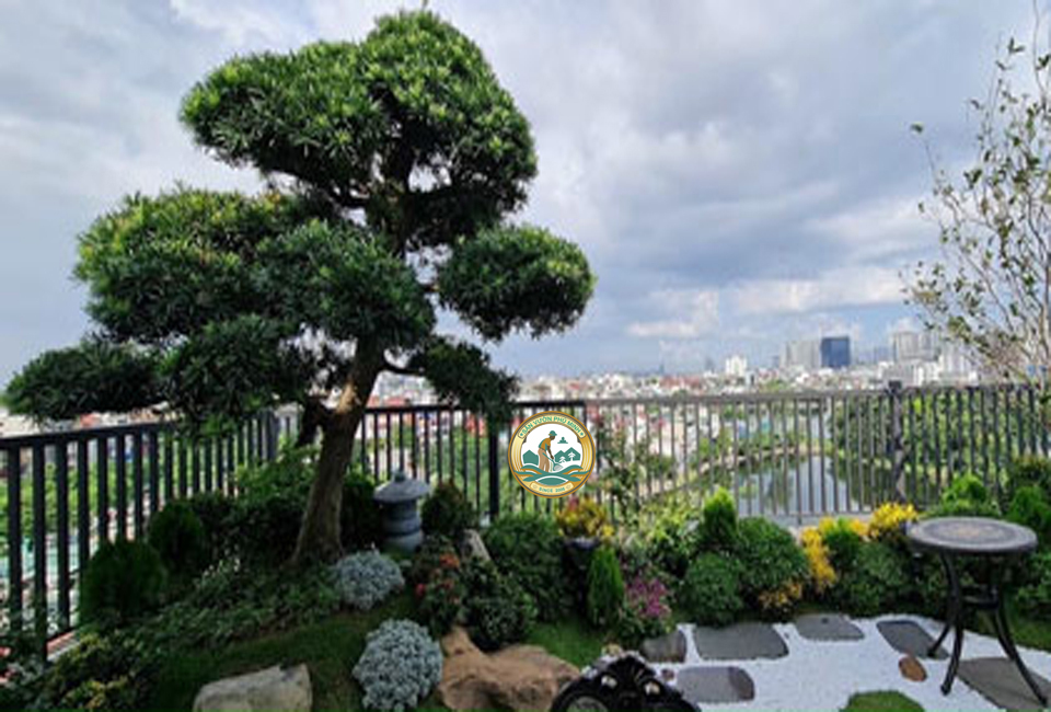 trồng cây sân thượng