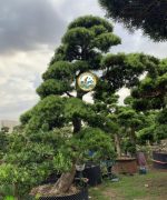 vận chuyển cây cảnh