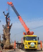 vận chuyển cây công trình cổ thụ hà nội