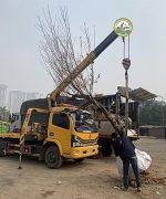 vận chuyển cây công trình