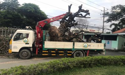 vận chuyển cây hà nội