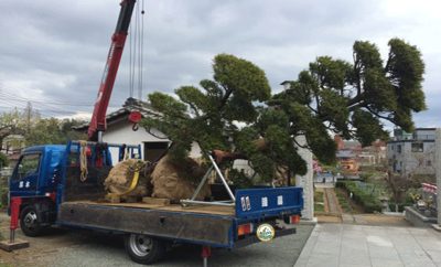 vận chuyển cây tại hà nội