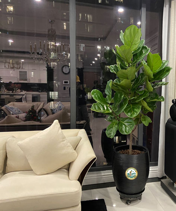 bán Cây bàng singapore