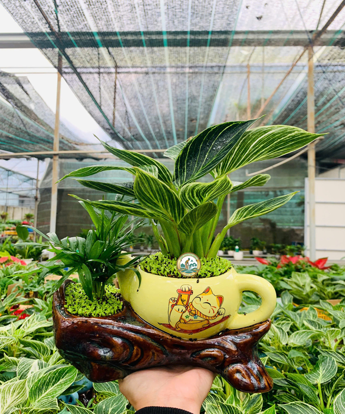 bán cây đế vương Hà Nội