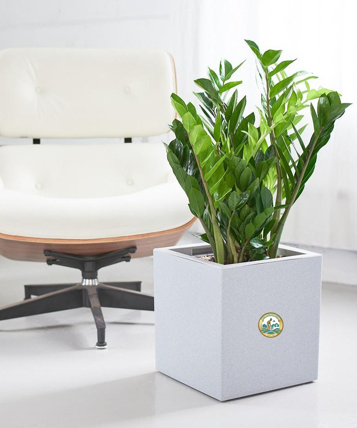 bán cây kim tiền ở Hà Nội