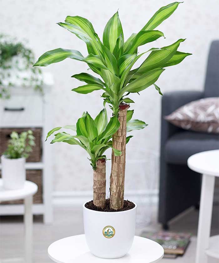 bán cây thiết mộc lan giá rẻ