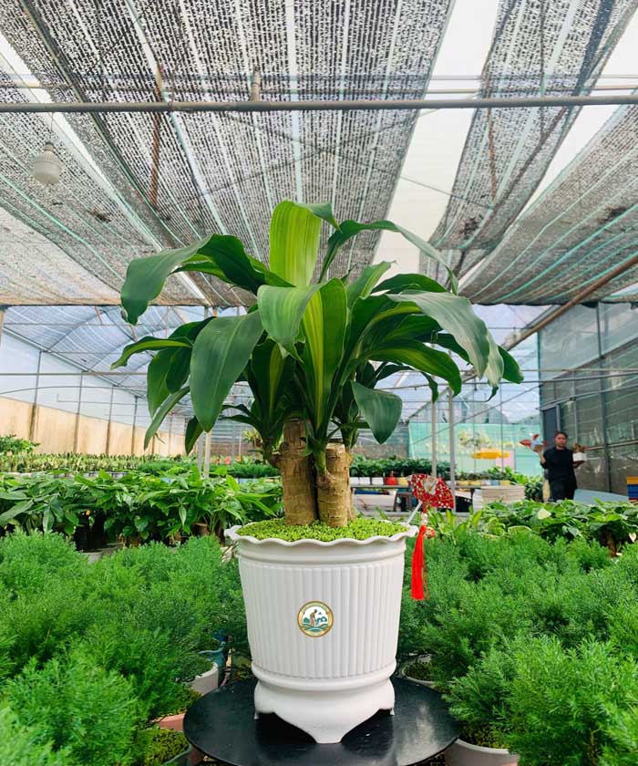 Bán Cây thiết mộc lan ở Hà Nội