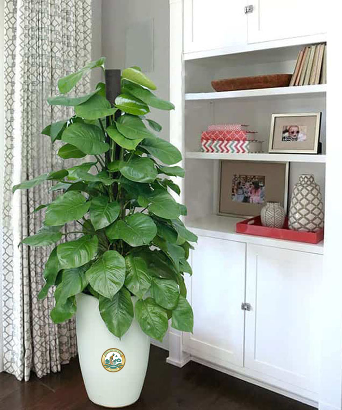 bán cây trầu bà tại Hà Nội