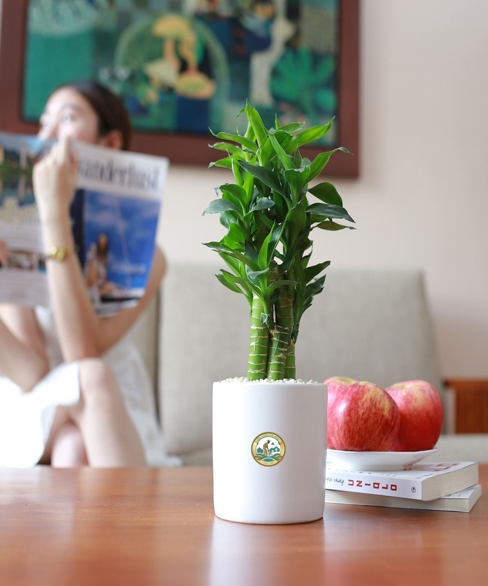 Bán cây trúc phát tài tại Hà Nội