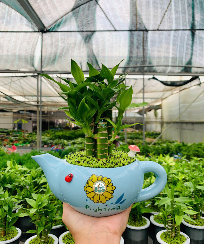 bán cây trúc phát tài