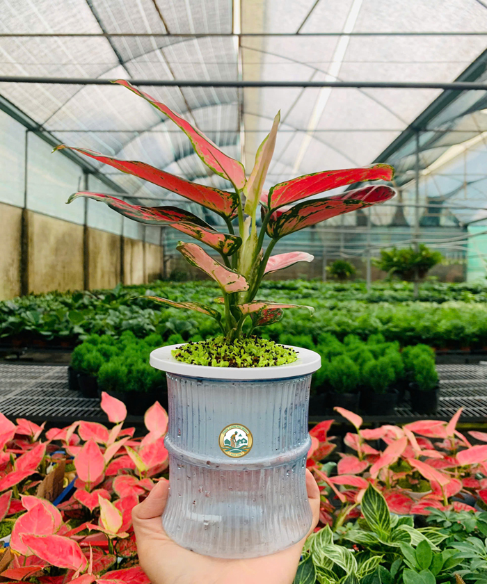 Bán Cây vạn lộc tại Hà Nội