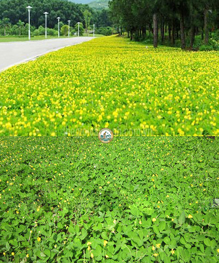 bán cỏ lạc tại hà nội