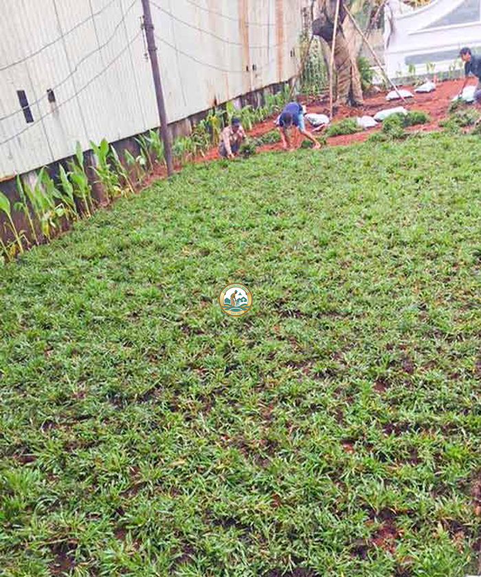 bán thảm cỏ lá gừng