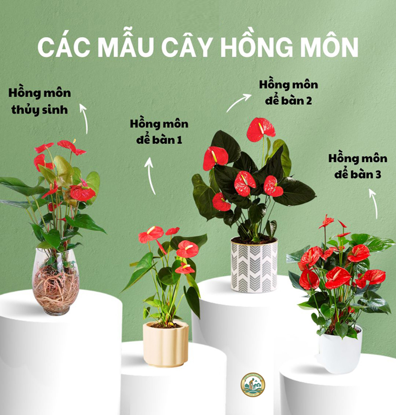 Các loại cây hồng môn để bàn