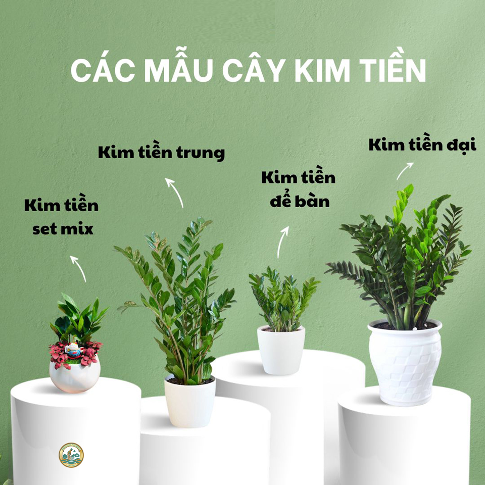 Các loại cây kim tiền để bàn