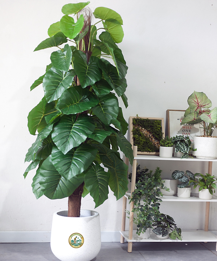 cây trầu bà phong thuỷ