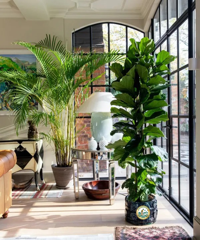 Cây bàng singapore đẹp