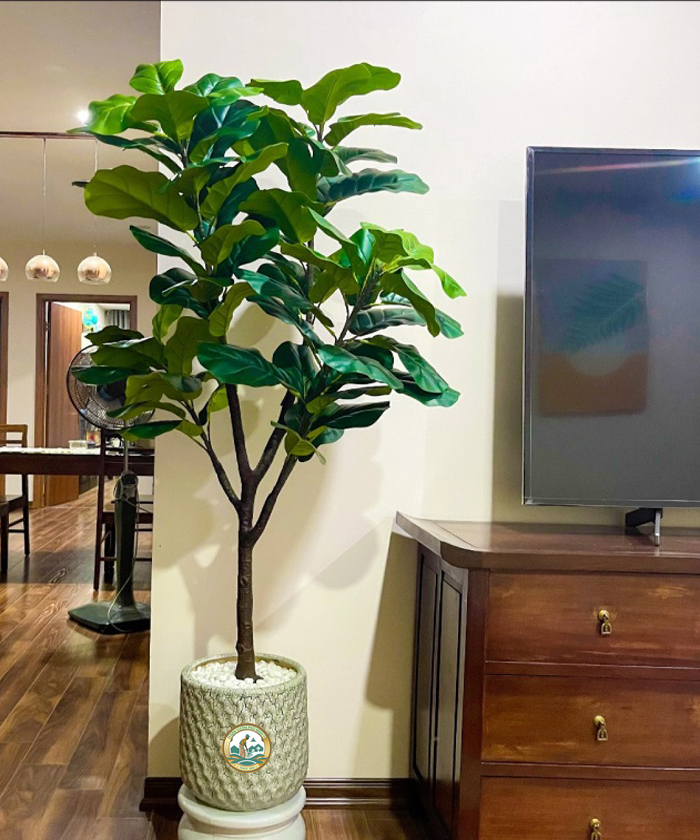 cây bàng singapore tại Hà Nội