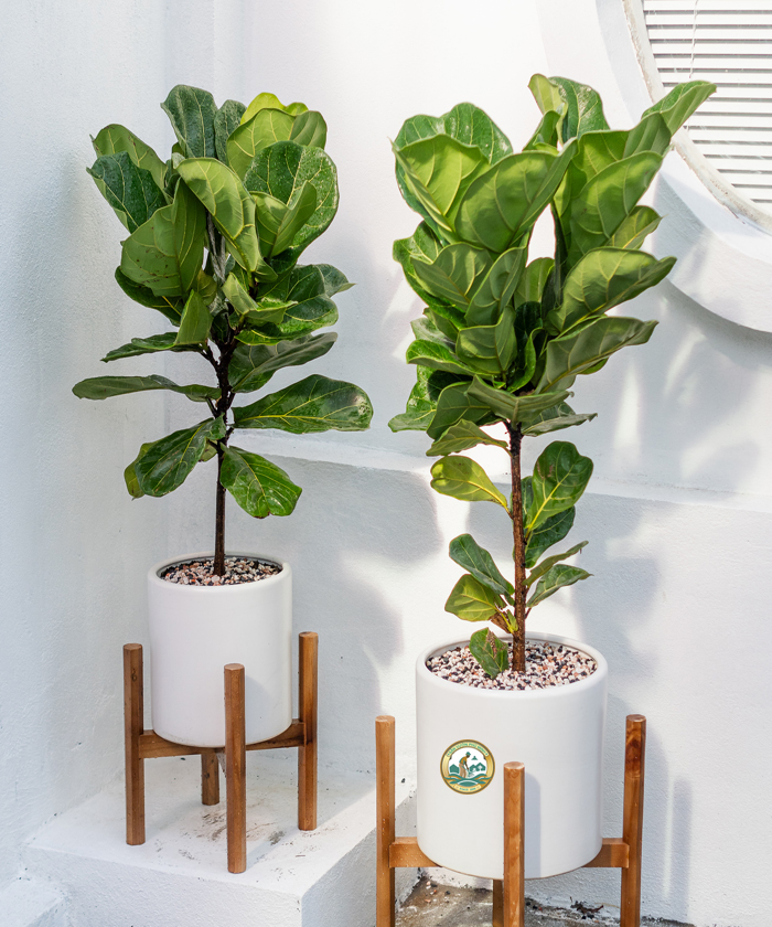 Cây bàng singapore