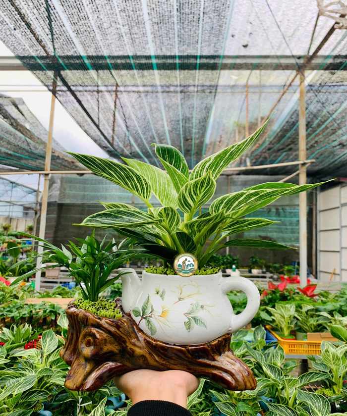 cây đế vương kim cương đẹp