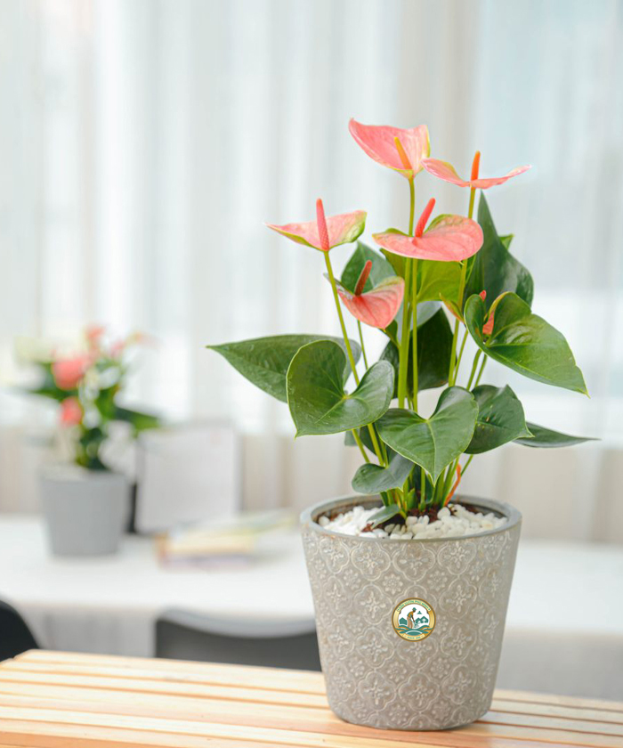 Cây hồng môn để trong nhà