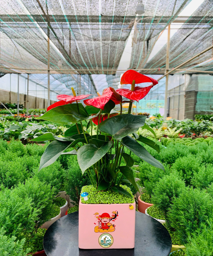 cây hồng môn đẹp