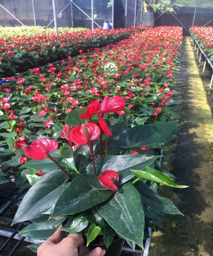 Cây hồng môn tại Sân Vườn Phú Minh