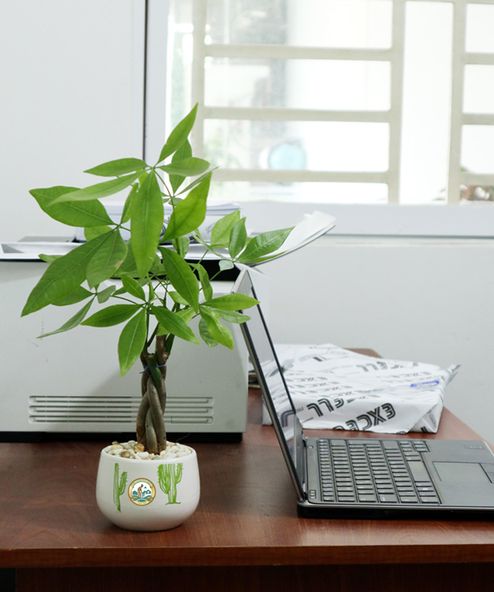 Cây kim ngân để bàn