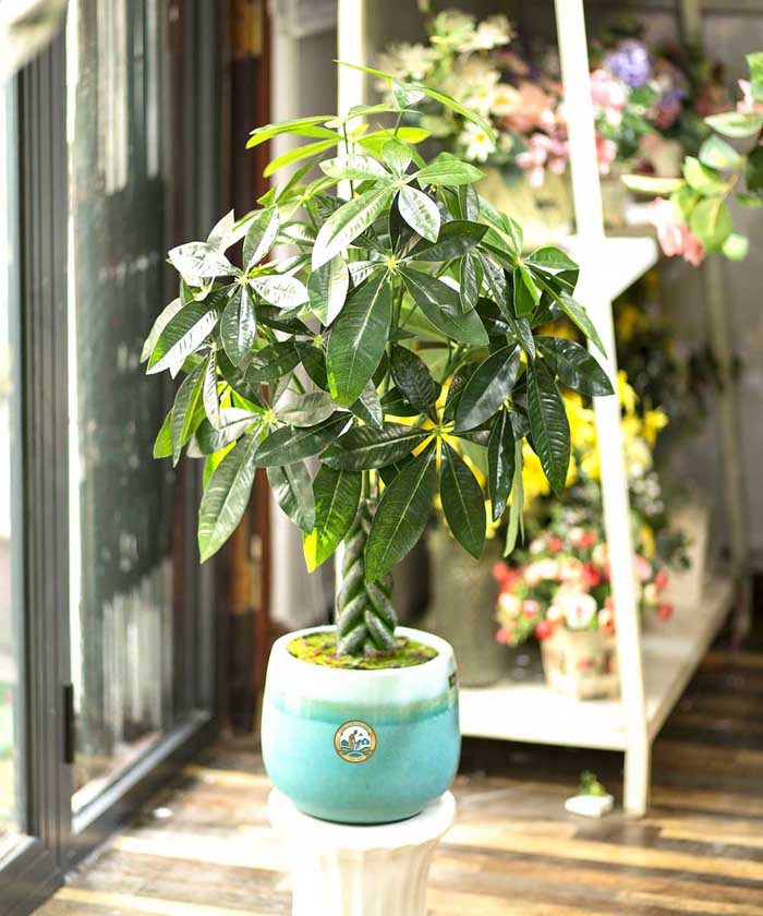 Cây kim ngân giá rẻ