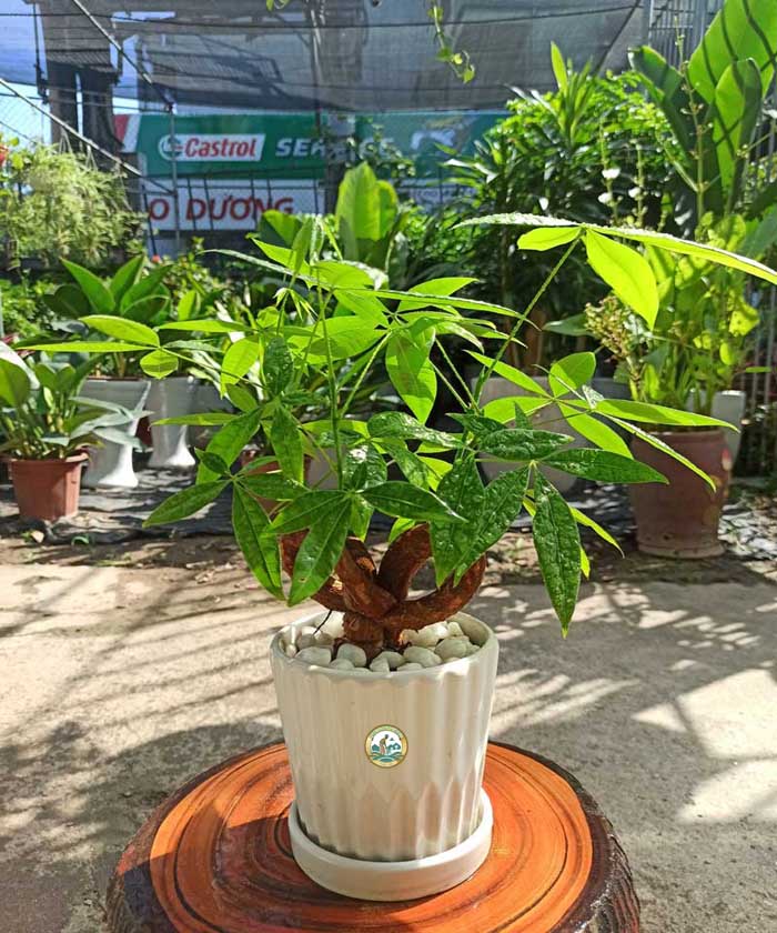 Cây kim ngân tại Hà Nội