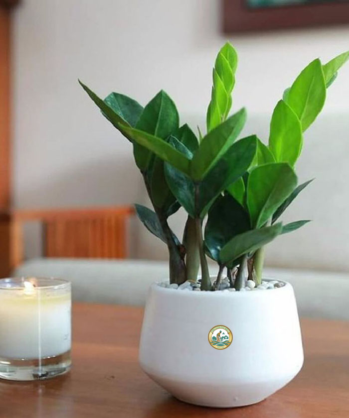 cây kim tiền để bàn làm việc