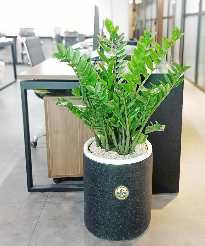 cây kim tiền để văn phòng