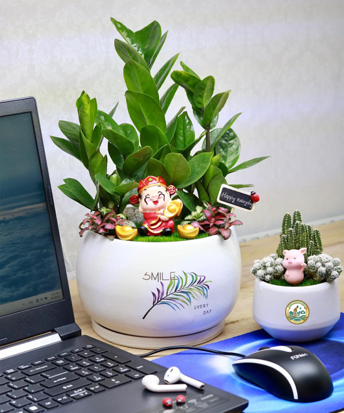 cây kim tiền phong thuỷ