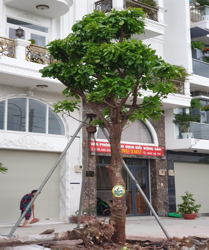 Cây lộc vừng tại hà nội