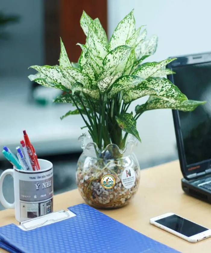 Cây ngọc ngân để bàn