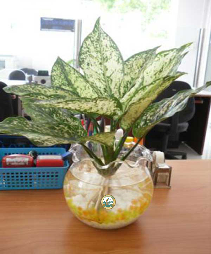 Cây ngọc ngân đẹp