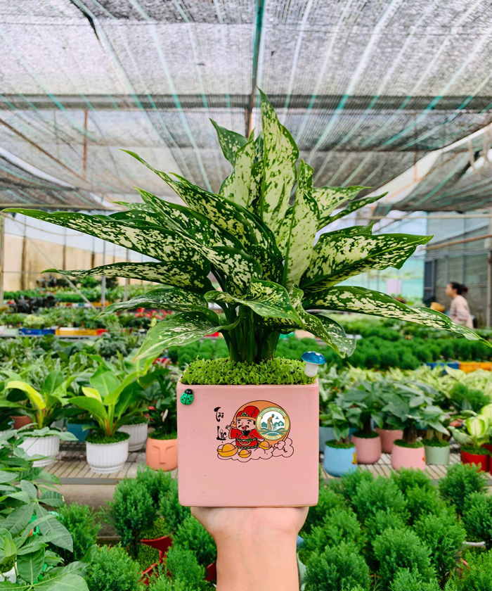 Cây ngọc ngân giá rẻ